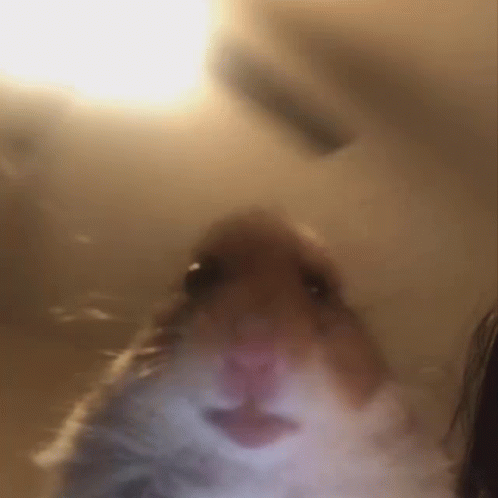 hamster-meme